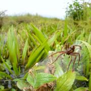 Fen Raft Spider. Giant spiders the size of a human hand