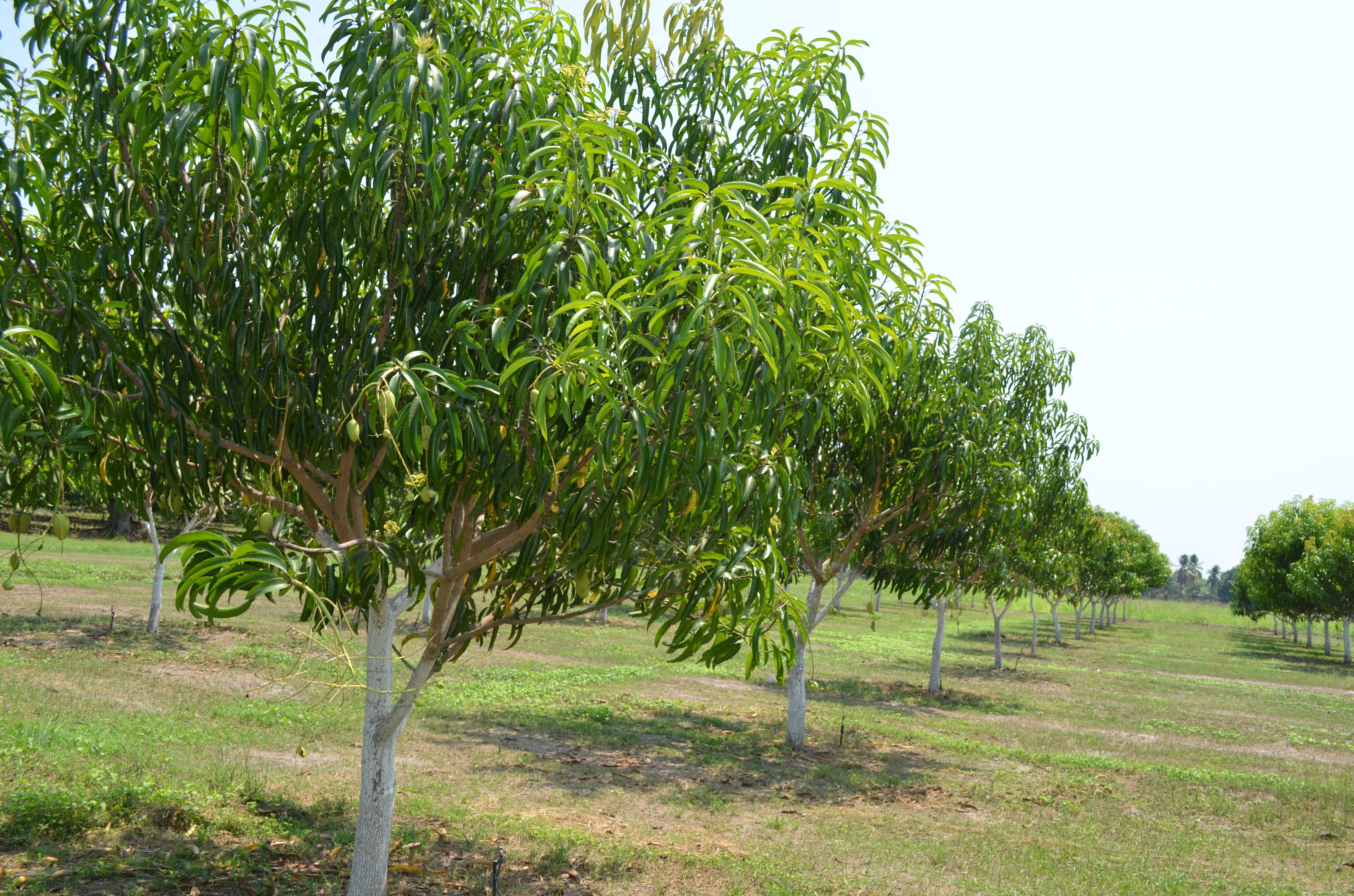 Zafiro, selección de mango Ataulfo del Soconusco de Chiapas | Instituto  Nacional de Investigaciones Forestales, Agrícolas y Pecuarias | Gobierno |  gob.mx