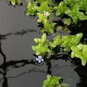 bacopa e fiore