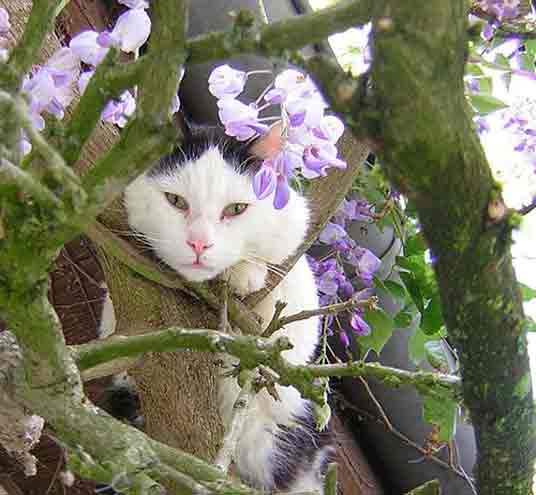 tree cat