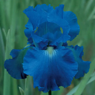 Victoria Falls Reblooming German Iris