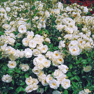 Climbing Iceberg Rose