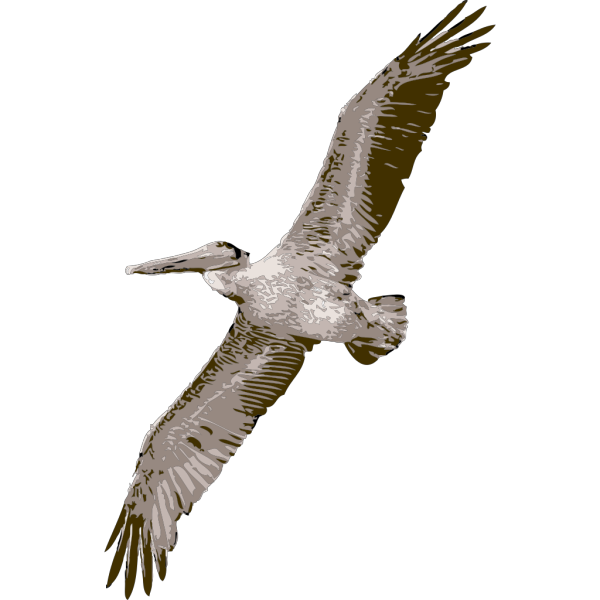 Pelican Bird PNG images