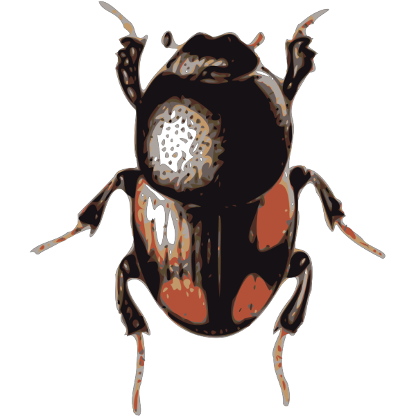 Insect Beetle PNG images