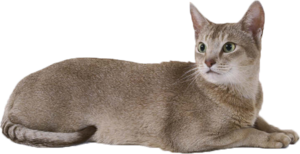 Cat PNG Free Download PNG Clip art