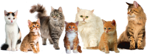 Cat PNG Image PNG Clip art