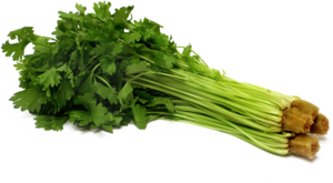 Celery PNG Pic PNG Clip art