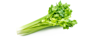 Celery PNG Picture PNG Clip art