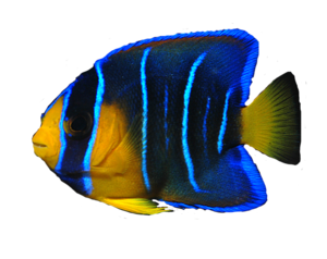 Angelfish Background PNG PNG Clip art