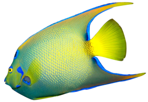 Angelfish PNG File PNG Clip art