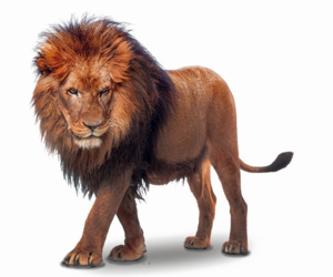 African Lion PNG File Clip art