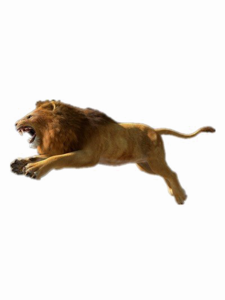 African Lion PNG Photos PNG Clip art