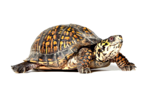 Box Turtle PNG File PNG Clip art