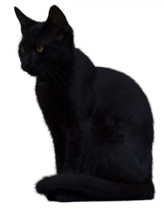 Black Cat PNG Picture PNG Clip art