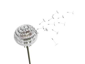 Dandelion Transparent PNG PNG Clip art