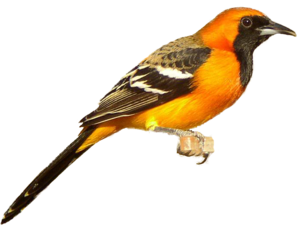 Finch Download PNG Image PNG Clip art