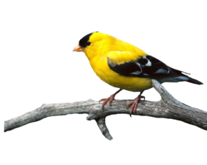 Finch PNG Image PNG Clip art