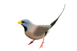 Finch PNG Photos PNG Clip art