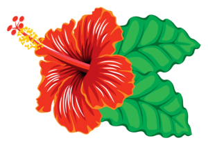 Hibiscus PNG Clipart PNG Clip art