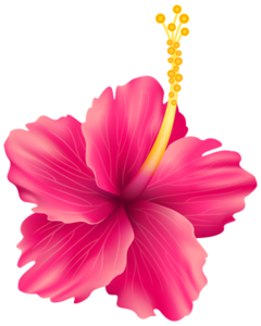 Hibiscus PNG File PNG Clip art