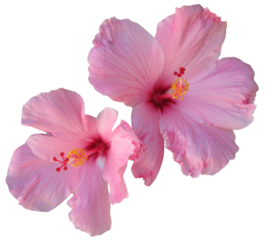 Hibiscus PNG Free Download PNG Clip art