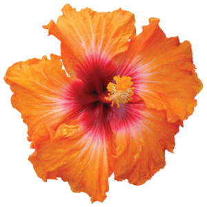 Hibiscus PNG HD PNG Clip art