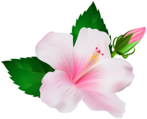 Hibiscus PNG Image PNG Clip art