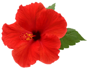 Hibiscus PNG Picture PNG Clip art