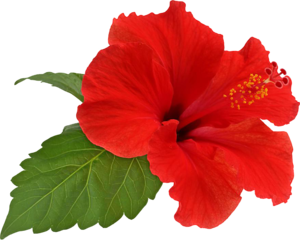 Hibiscus Transparent PNG PNG Clip art