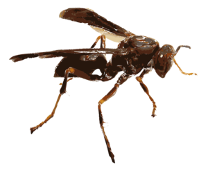 Insect PNG Transparent PNG Clip art