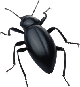 Insect PNG Clipart PNG Clip art