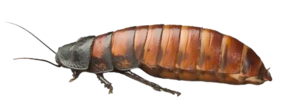 Insect PNG File PNG Clip art