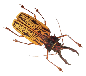 Insect PNG Picture PNG Clip art