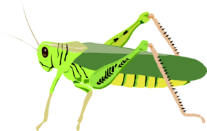 Insect Transparent Background PNG Clip art