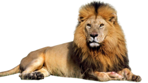 Lioness Roar PNG Image PNG Clip art