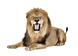 Lioness Roar PNG Pic PNG Clip art