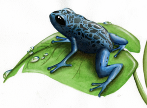 Poison Dart Frog PNG Clipart PNG Clip art