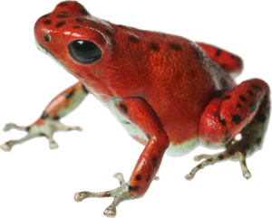 Poison Dart Frog PNG File PNG Clip art