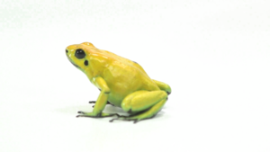 Poison Dart Frog PNG HD PNG Clip art