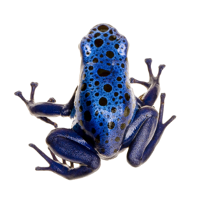 Poison Dart Frog PNG Photo PNG Clip art