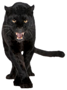 Panther Transparent PNG PNG Clip art