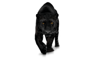 Panther Download PNG Image PNG Clip art