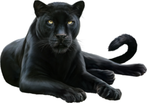 Panther PNG HD PNG Clip art