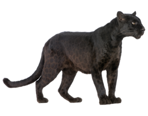 Panther PNG Transparent Image PNG Clip art