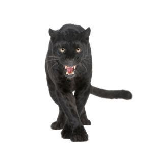 Panther PNG Transparent PNG Clip art