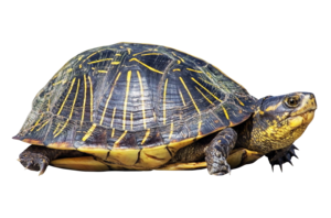 Turtle PNG Transparent PNG Clip art