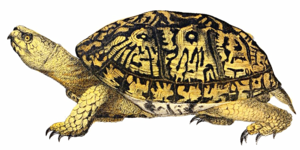 Turtle PNG File PNG Clip art