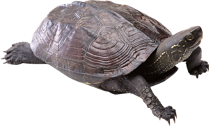 Turtle PNG Free Download PNG Clip art