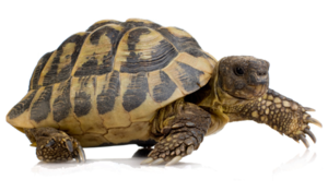 Turtle PNG HD PNG Clip art