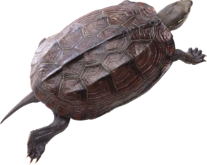 Turtle PNG Pic PNG Clip art